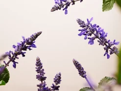 Best Rituals Anti-Ageing Serum