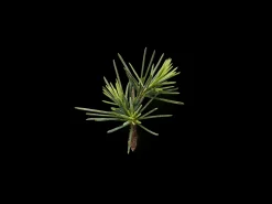 Online Rituals Body Cream