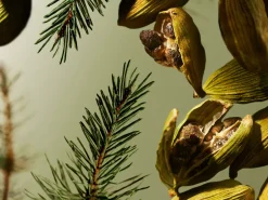 Clearance Rituals Maharaja d’Or