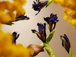 Hot Rituals Orris Mimosa Mini Fragrance Sticks