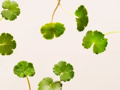 Online Rituals Refill Firming Serum