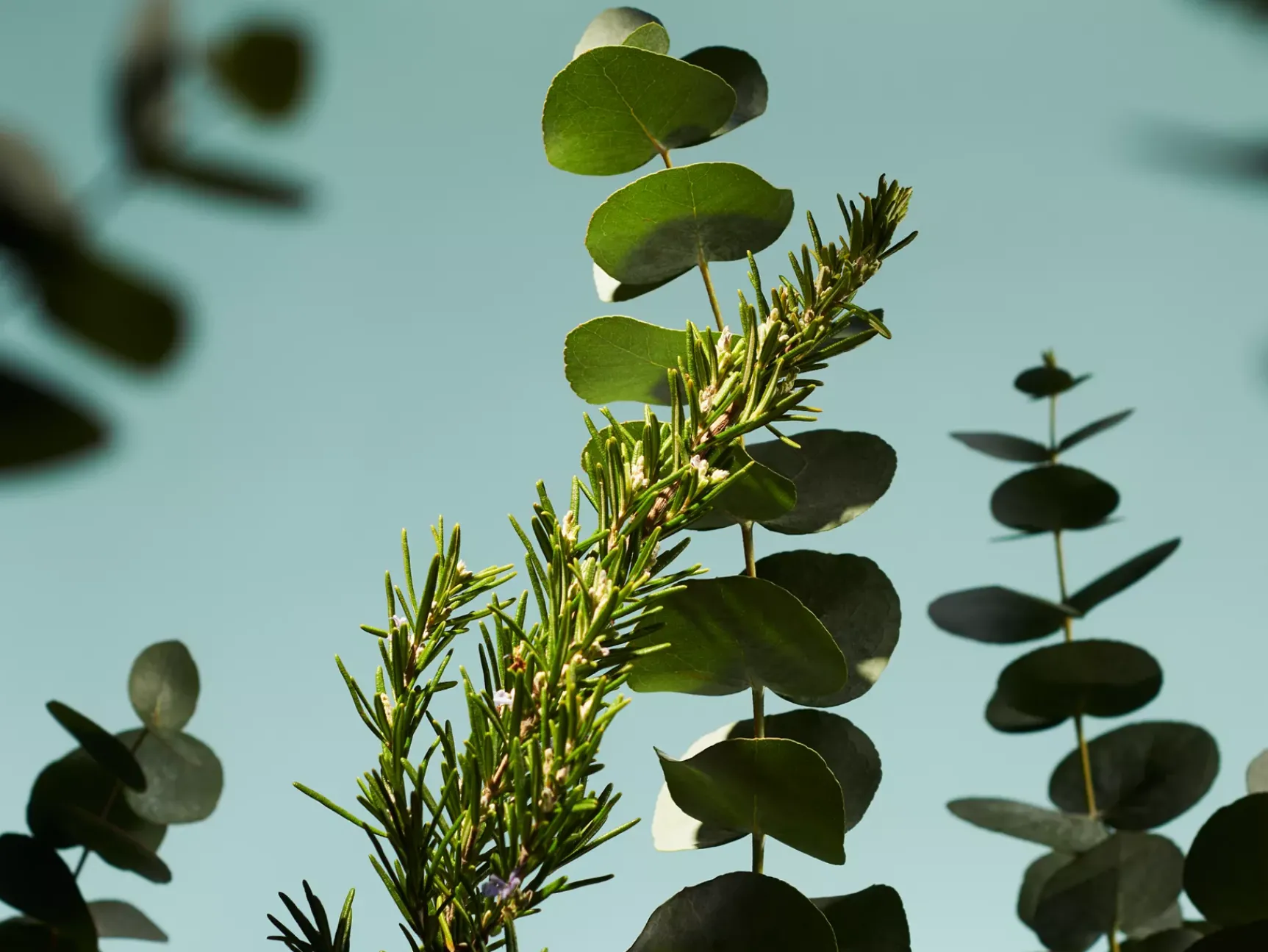 Sale Rituals Refill Fragrance Sticks