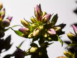 Hot Rituals Savage Garden Mini Fragrance Sticks