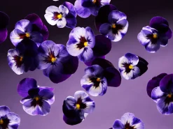 Clearance Rituals Smooth Violet Fragrance Sticks