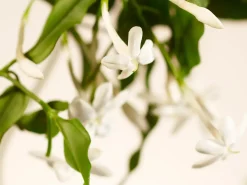 Clearance Rituals Sweet Jasmine Refill Fragrance Sticks