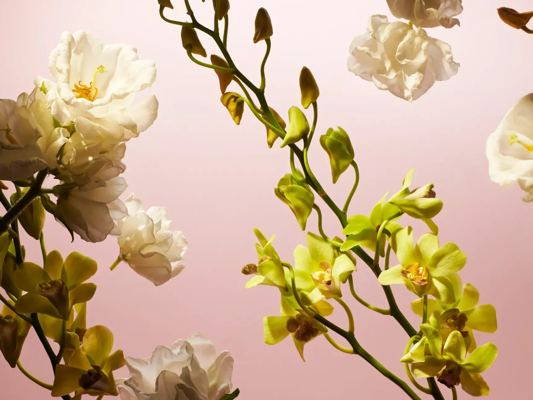 Clearance Rituals Travel - Fleurs de l’Himalaya