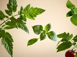 Best Rituals White Basil Fragrance Sticks