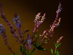 Clearance Rituals XL Savage Garden Scented Candle